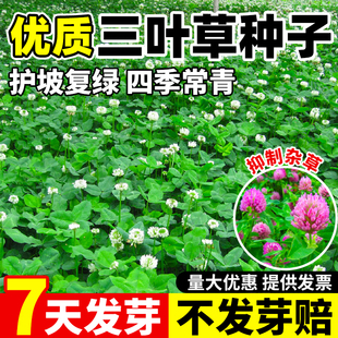 白三叶草种子耐热耐旱护坡固土草籽果园绿肥蜜源固氮红三叶草种籽