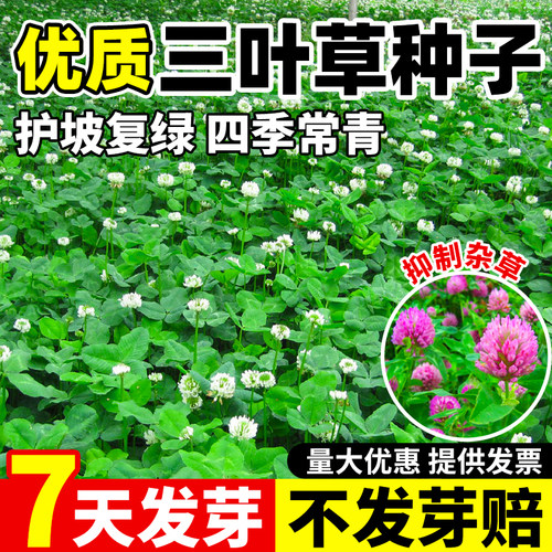 白三叶草籽红三叶草种子绿肥四季