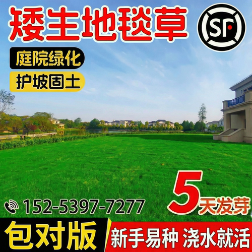 进口矮生草坪草籽四季常青地毯草
