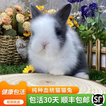 纯种盖脸猫猫兔宠物兔子活物迷你道奇双血统侏儒兔荷兰垂耳兔长毛