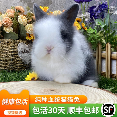 纯种盖脸猫猫兔宠物兔子活物迷你道奇双血统侏儒兔荷兰垂耳兔长毛