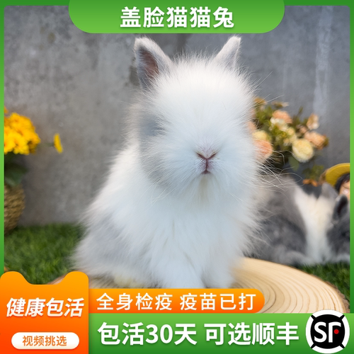 纯种灰白道奇盖脸猫猫兔子活物黑白黄白道奇垂耳兔小型侏儒兔活体