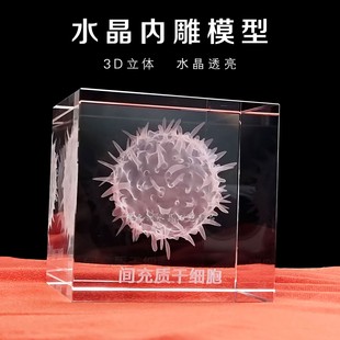 水晶内雕模型摆件干细胞分子医学科研教育道具开业毕业纪念礼品
