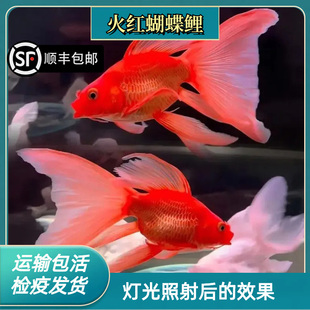 台湾火红贵妃蝴蝶鲤石膏白短身锦鲤耐寒冷水观赏鱼 包邮 顺丰