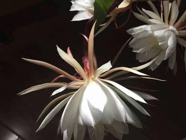 小叶的坛室内花花花卉适合昙花好盆栽昙植物客厅养活办公室养