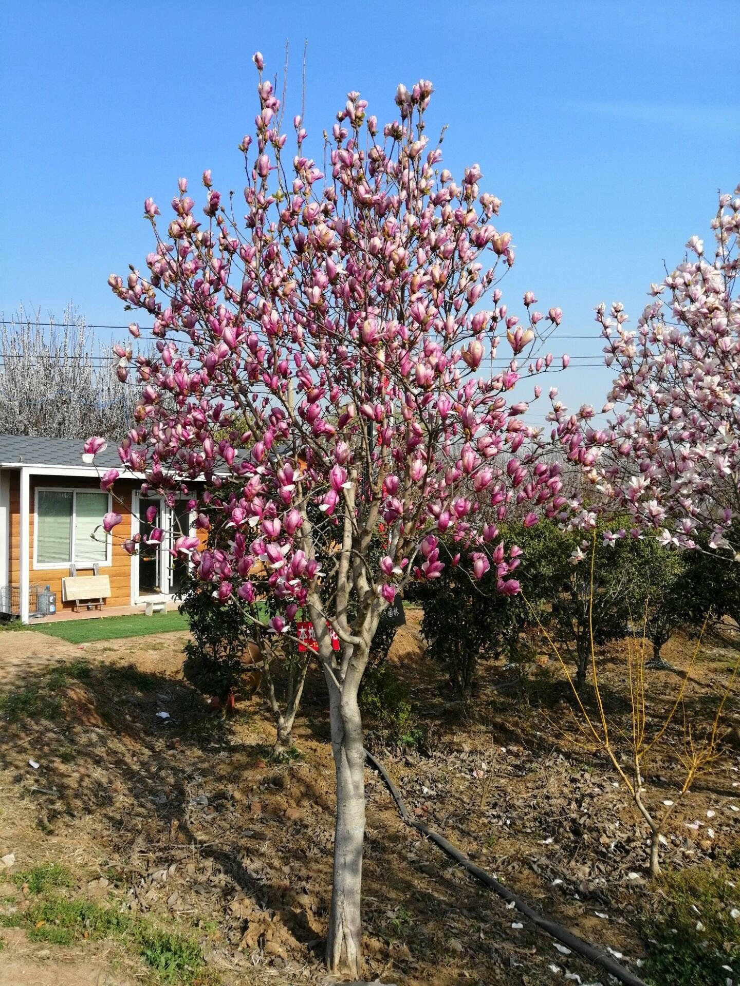 四季玉兰树,玉兰树_大山谷图库
