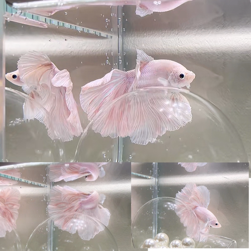 泰国斗鱼观赏鱼淡水鱼好养活好看