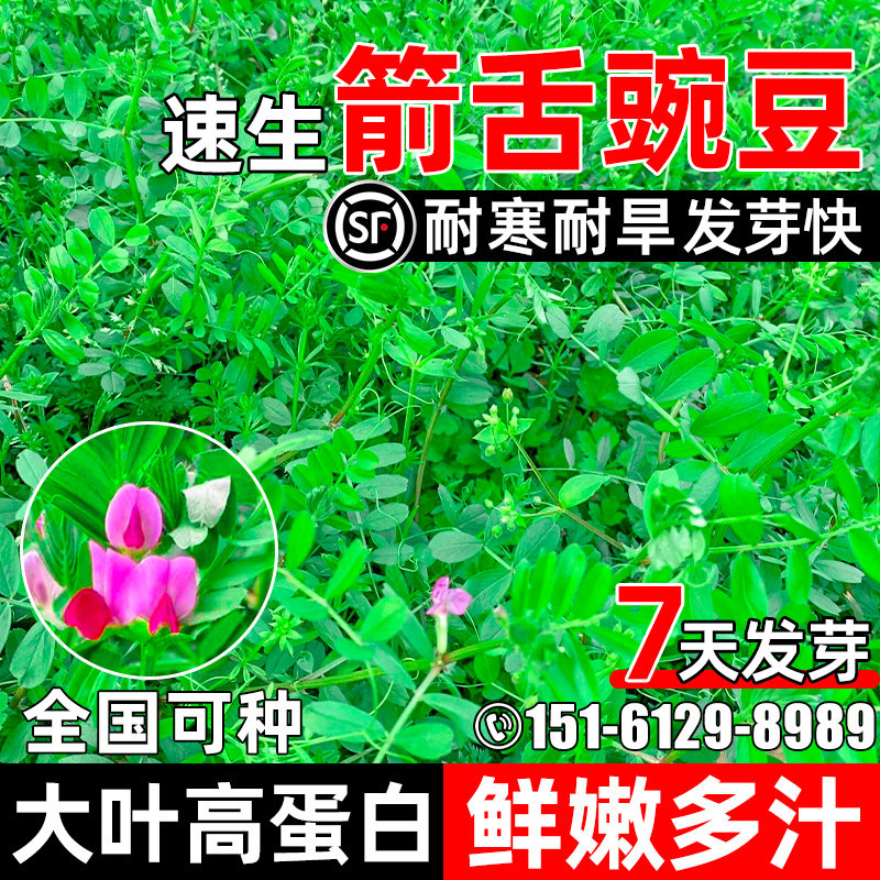 箭舌豌豆叶大多汁高蛋白畜牧养殖