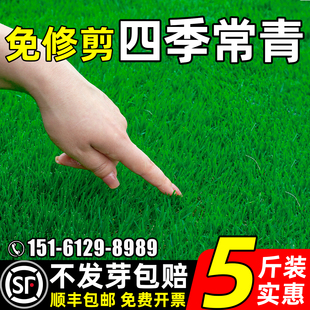 草坪草籽四季常青护坡固土狗牙根庭院地毯草马尼拉绿化黑麦草种子