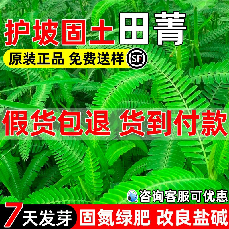 田箐种子改土壤耐旱耐涝牧草绿肥