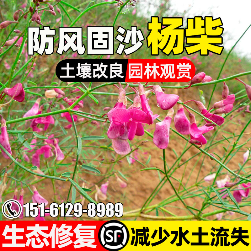 杨柴种子多年生防风固沙荒漠绿化