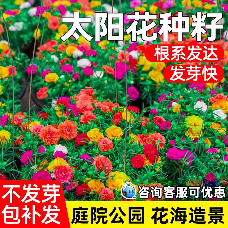 重瓣太阳花种籽四季种植庭院别墅公园花海景区美化野花组合花种子