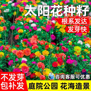 重瓣太阳花种籽四季种植庭院别墅公园花海景区美化野花组合花种子
