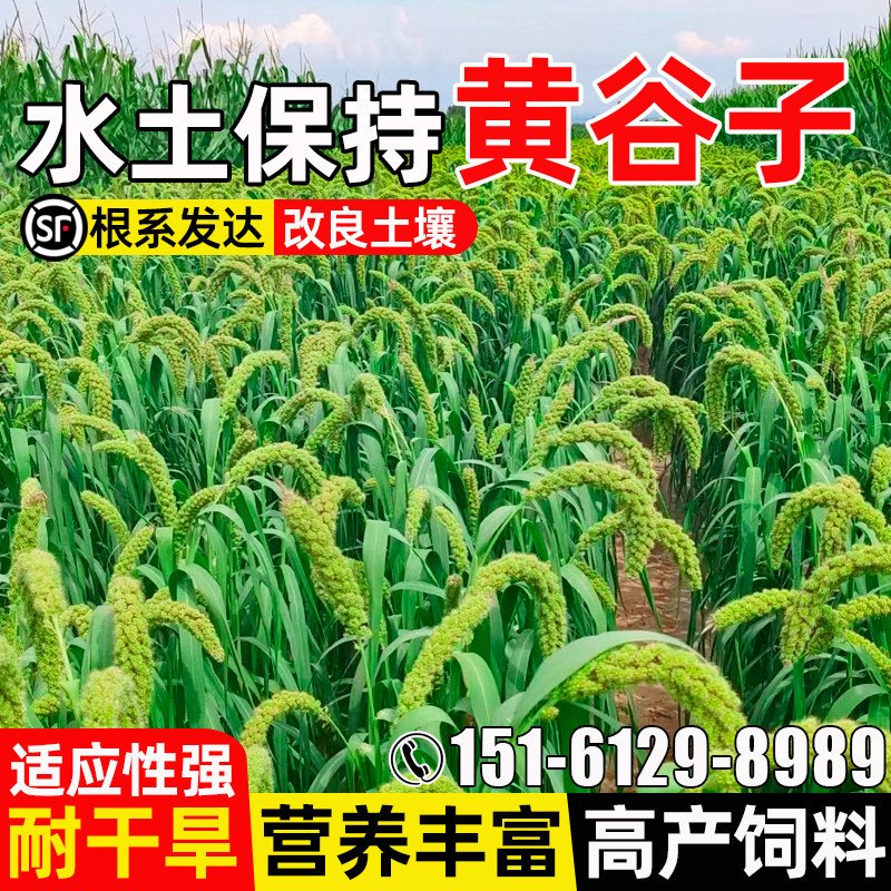 黄谷子四季高产水土保持多茬收割
