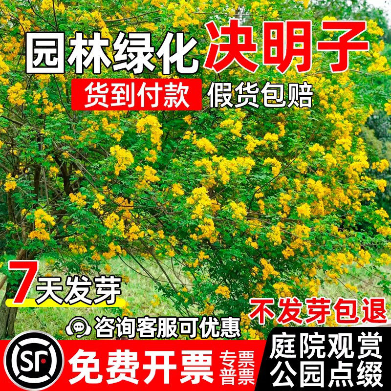 决明子种子护坡固土园林绿化观赏
