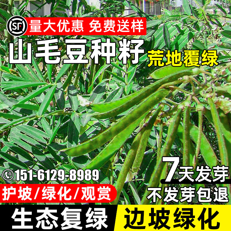 山毛豆种子道路护坡荒地绿化灌木