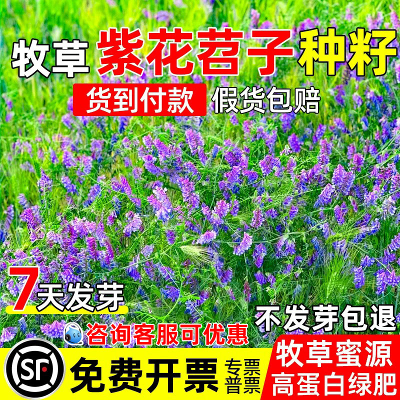 毛苕子野豌豆果园绿肥多年生