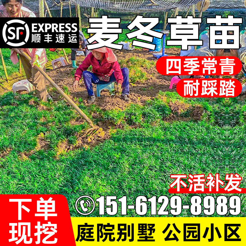 麦冬草草坪植物庭院别墅耐寒耐旱