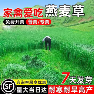 燕麦草种籽畜牧养殖牧草耐寒耐旱四季高产家禽喜食高蛋白牧草种子