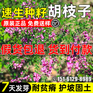 胡枝子种子速生护坡固土灌木四季常青工程绿化耐贫瘠耐寒灌木草籽