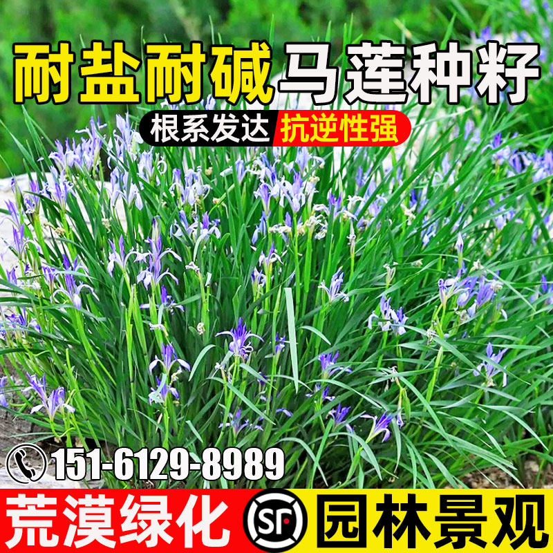 马莲花种籽荒漠绿化园林绿化景观