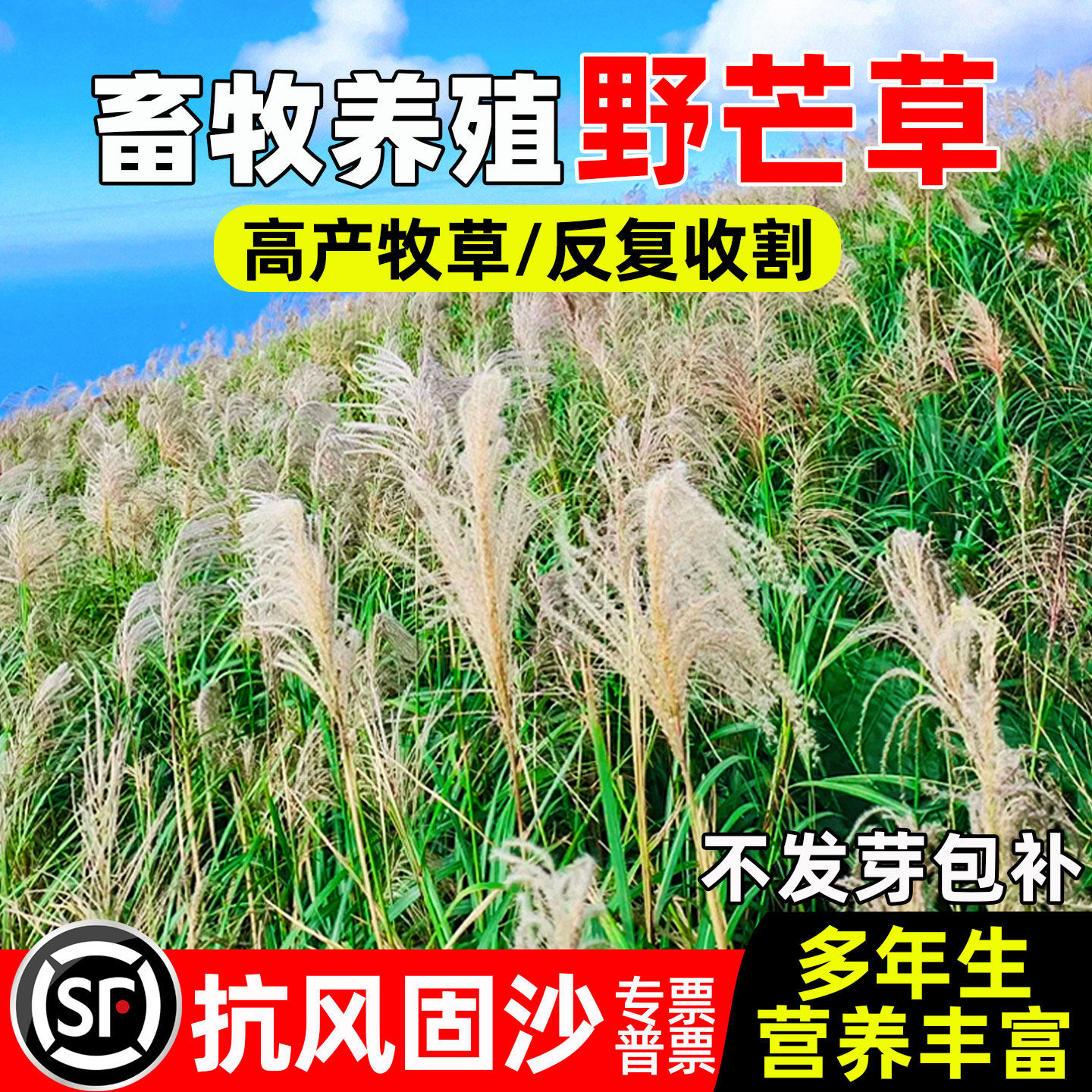 野芒草种子多年生防风固沙畜牧养殖草籽四季高产多茬收割牧草种籽
