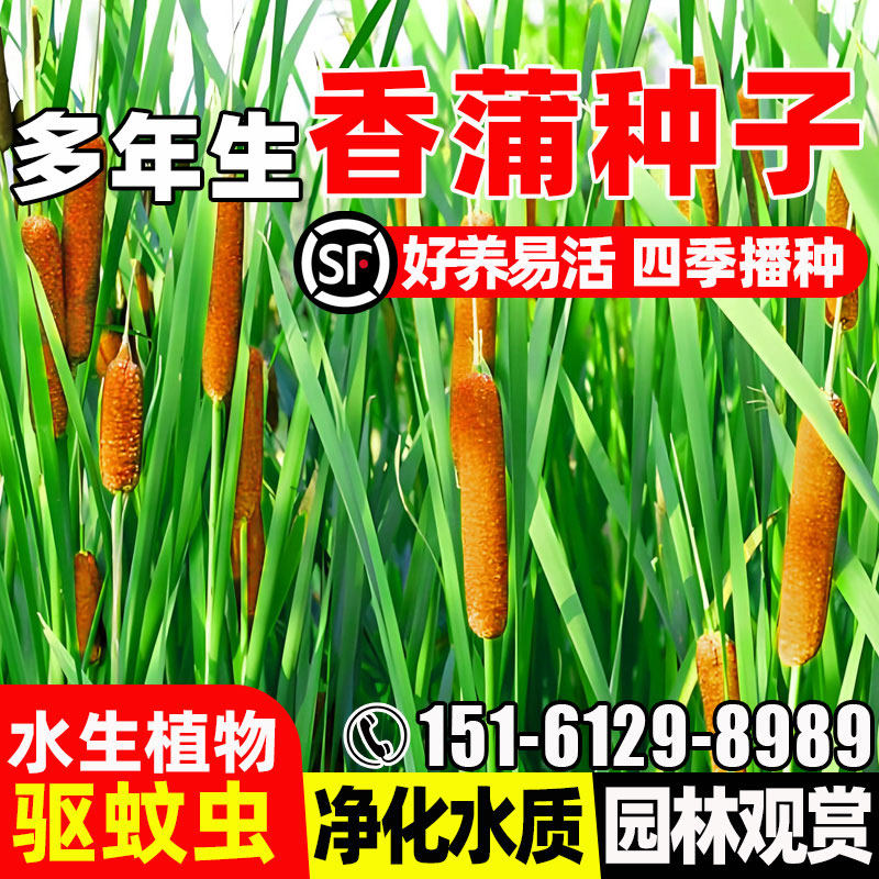 香蒲种子多年生水蜡烛种籽造景观赏环境绿化水生植物东方香蒲草籽