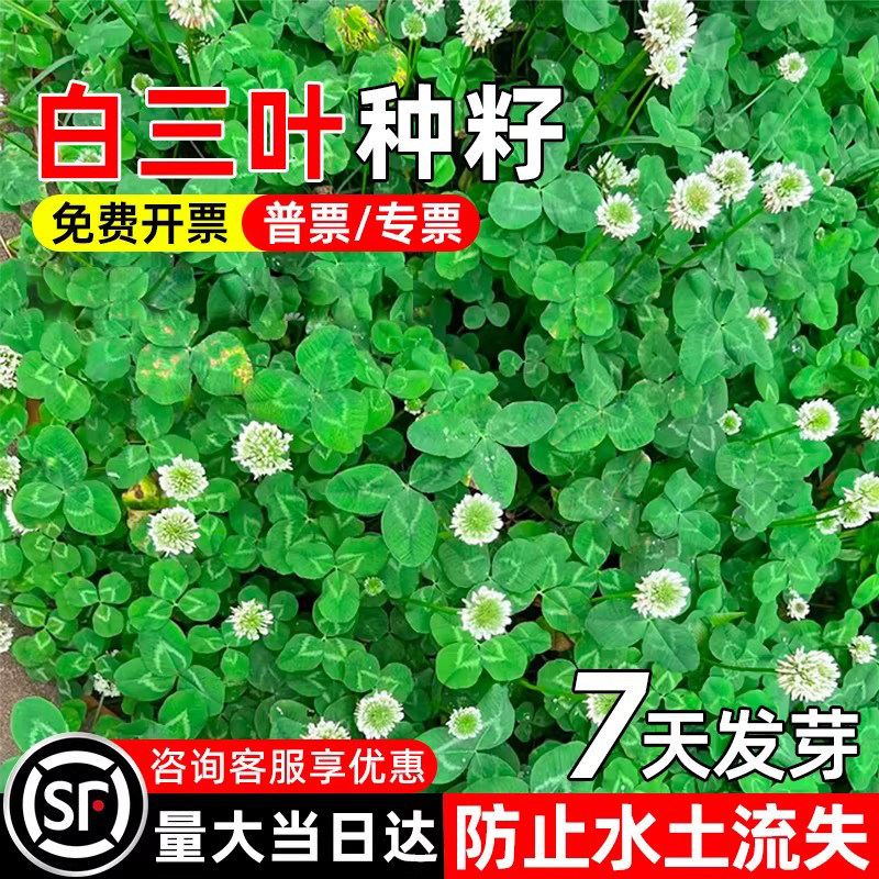 白三叶草种籽耐寒耐旱白车轴草种子生态修复水土保持护坡绿化草籽