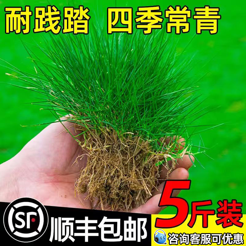 草坪草籽四季常青护坡狗牙根马尼拉矮生庭院地毯草绿化黑麦草种子