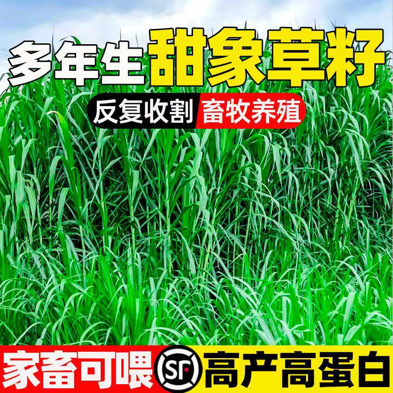 甜象草种子四季高产牧草种籽高蛋白畜牧养殖多茬收割家禽喜食草籽