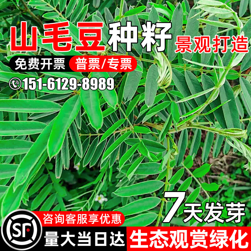 山毛豆种子护坡固土耐盐碱多年生