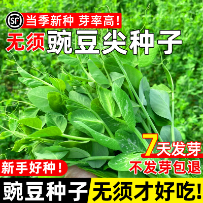 豌豆种子豌豆尖四季播种蔬菜种孑