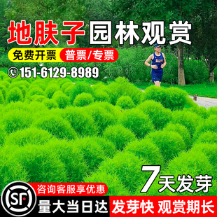 地肤子种籽多年生公园景区绿化园林观赏草籽耐旱耐贫瘠扫帚草种子