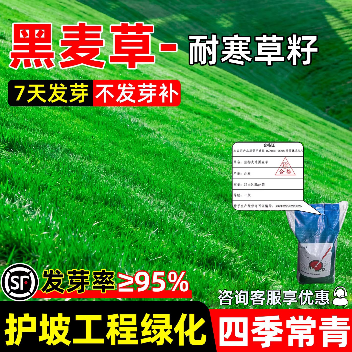 黑麦草种子四季常青耐寒进口矮生多年生护坡固土工程绿化草坪草籽