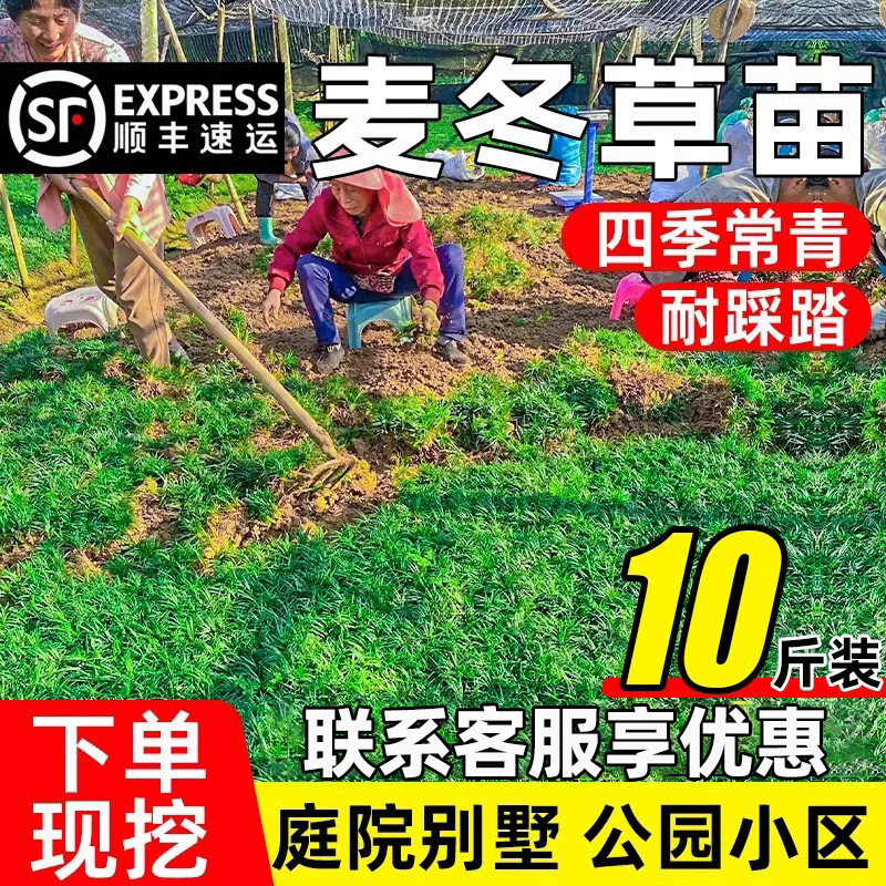 麦冬草草坪植物庭院别墅耐寒耐旱