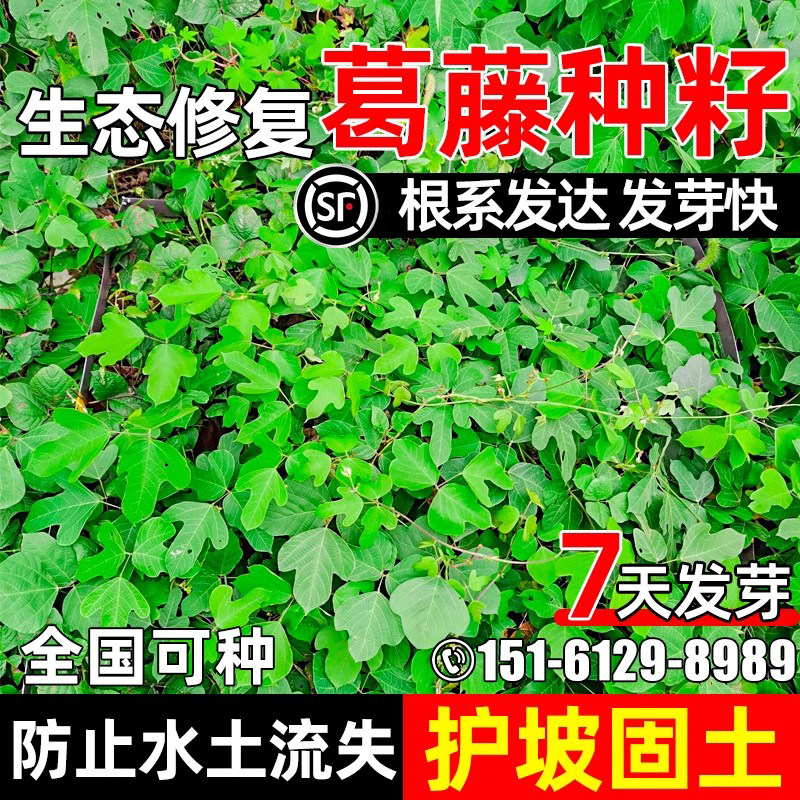 葛藤种子爬藤植物荒地绿化四季青