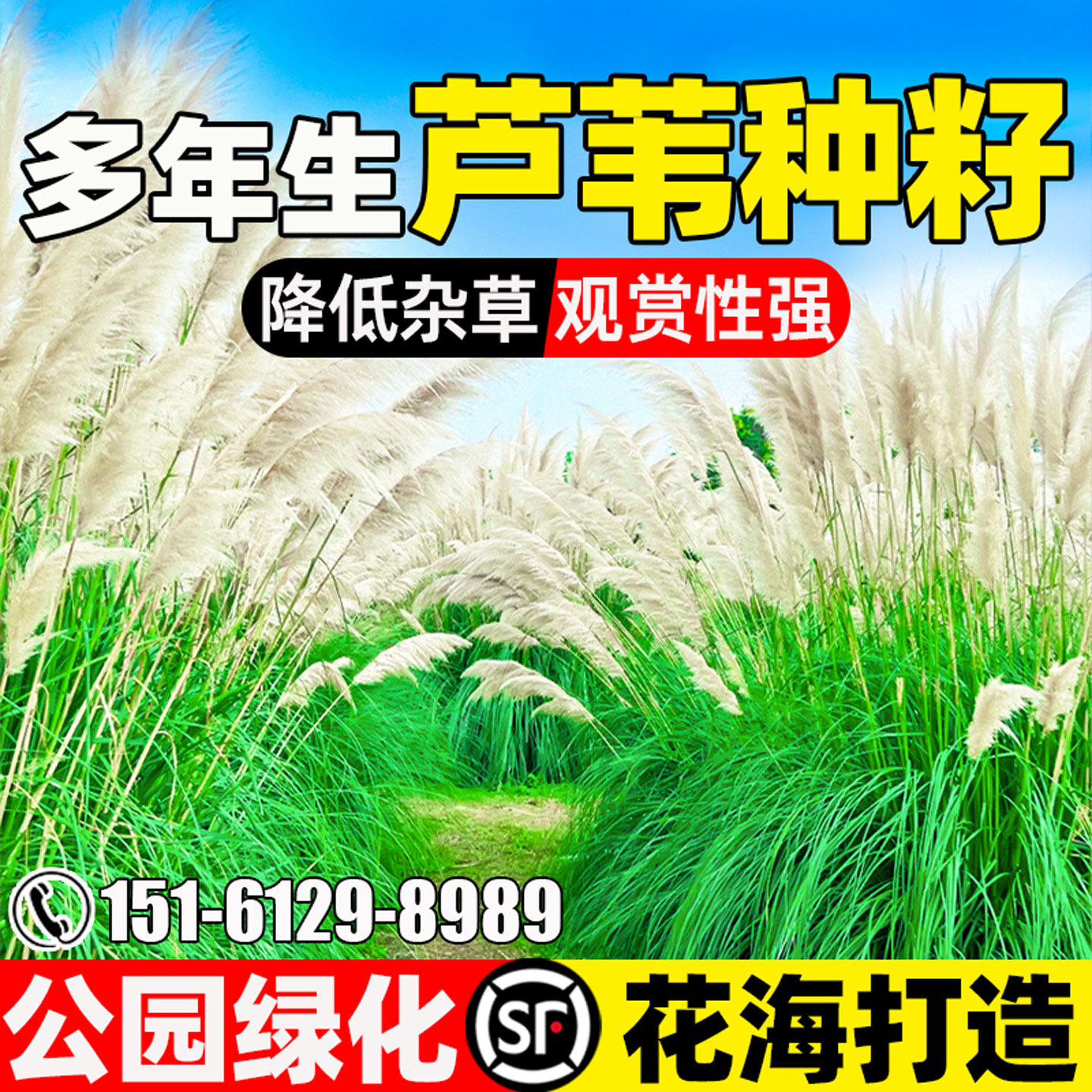 芦苇草种子水生公园花海景观绿化