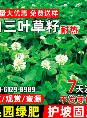 白三叶草种子耐热耐旱护坡固土草籽果园绿肥蜜源固氮红三叶草种籽