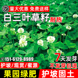 白三叶草种子耐热耐旱护坡固土草籽果园绿肥蜜源固氮红三叶草种籽