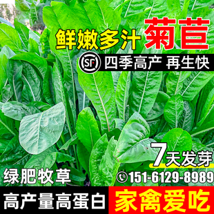 大叶将军菊苣种籽四季 高产量鲜嫩多汁高蛋白畜牧养殖家禽爱吃草籽