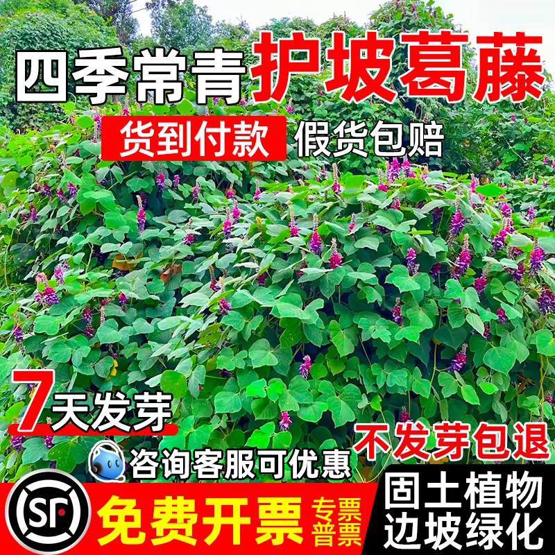 葛藤种籽四季常青护坡固土边坡绿化工程复绿爬藤植物耐寒灌木种子