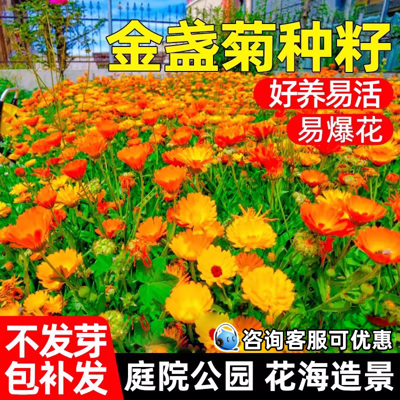 金盏菊花籽公园景区花海庭院野花