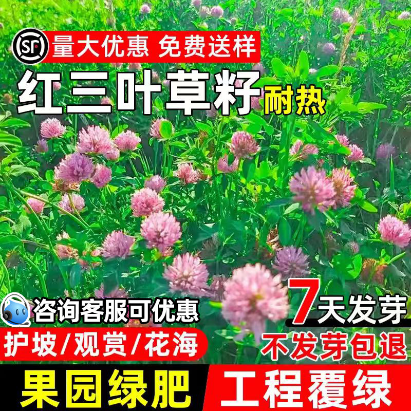红三叶草种子护坡固土草籽工程复绿果园绿肥蜜源固氮白三叶草种籽