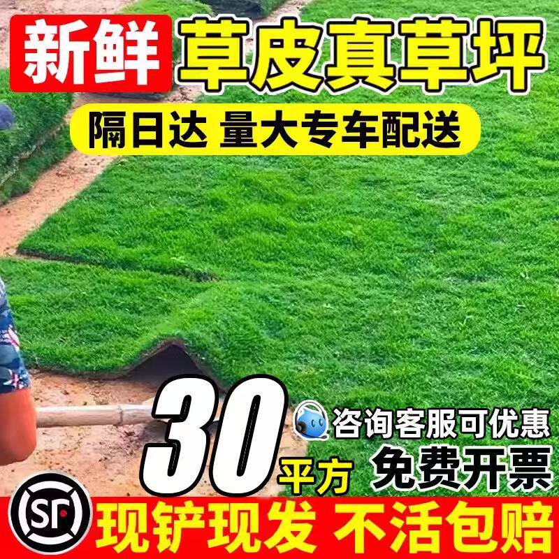 草皮真草坪带泥土庭院别墅花园绿化四季青果岭草台湾草马尼拉护坡