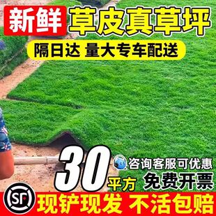 草皮真草坪带泥土庭院别墅花园绿化四季青果岭草台湾草马尼拉护坡