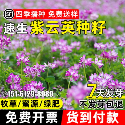紫云英种籽四季牧草果园绿肥高产