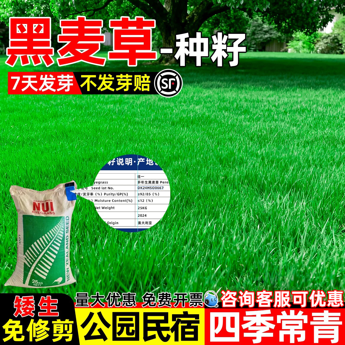 黑麦草种子进口蓝标黑麦草种籽四季常青矮生公园民宿露营草坪草籽