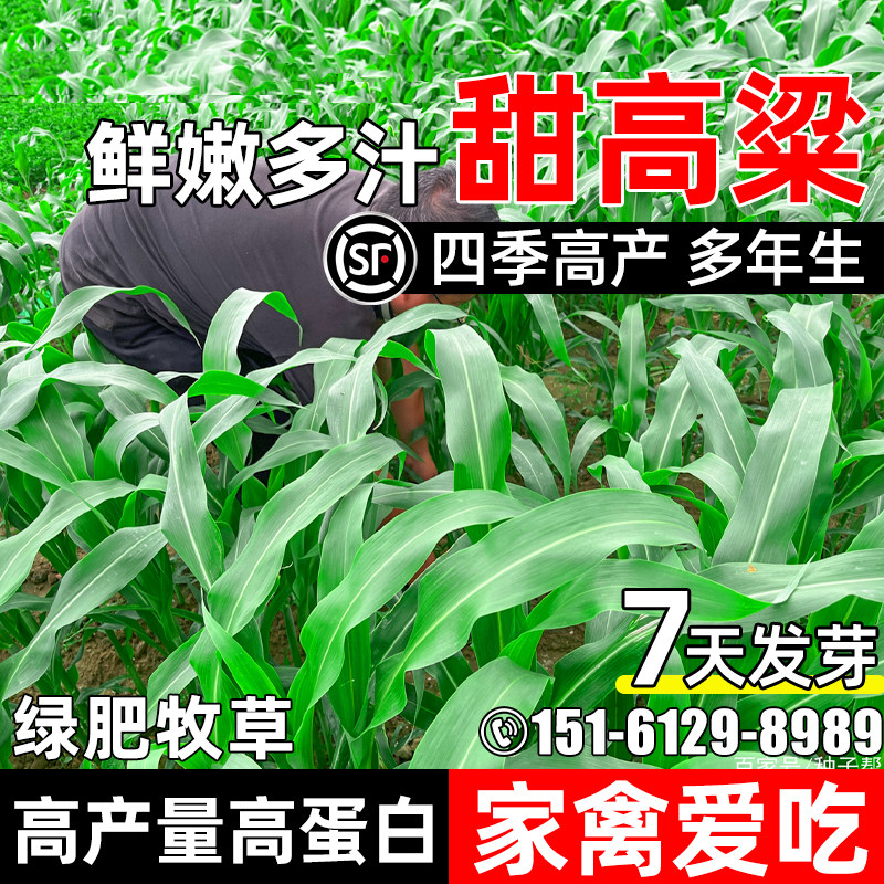 甜高梁种子草种多年生高产牧草