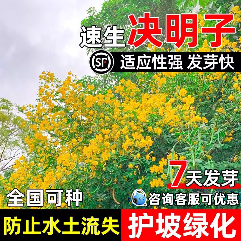 决明子种子护坡固土荒山复绿耐旱