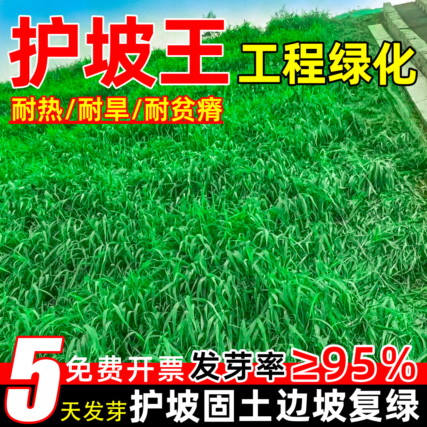 护坡固土草坪草籽四季常青绿化